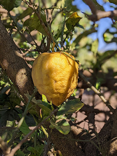 Citron in Sicily - Best of Sicily Magazine - Etrog