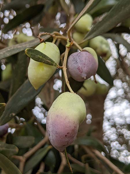 Why Olive Tree Leaves Turning Brown Reasons Treatment