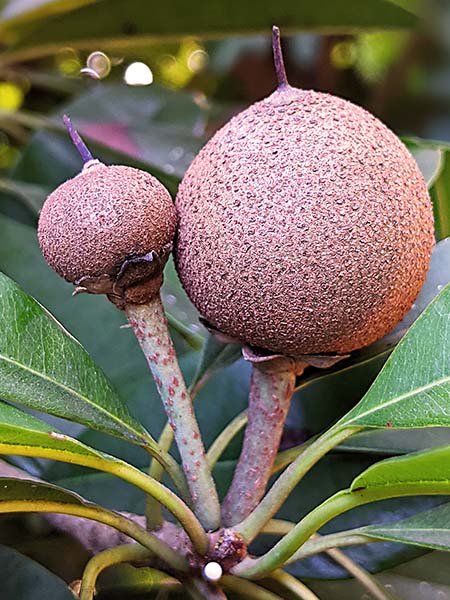 sapodilla tree sap